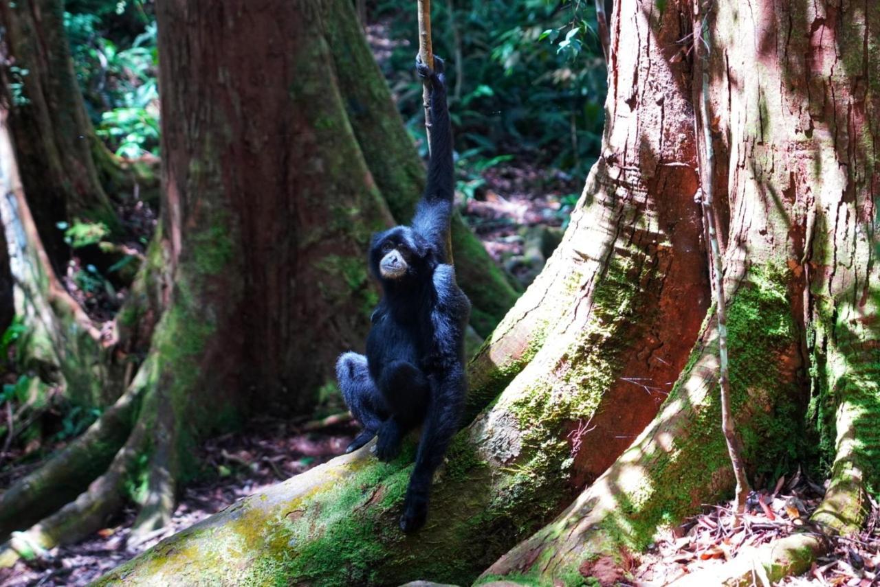 Sumatra Orangutan Discovery Villa Bukit Lawang Exterior photo